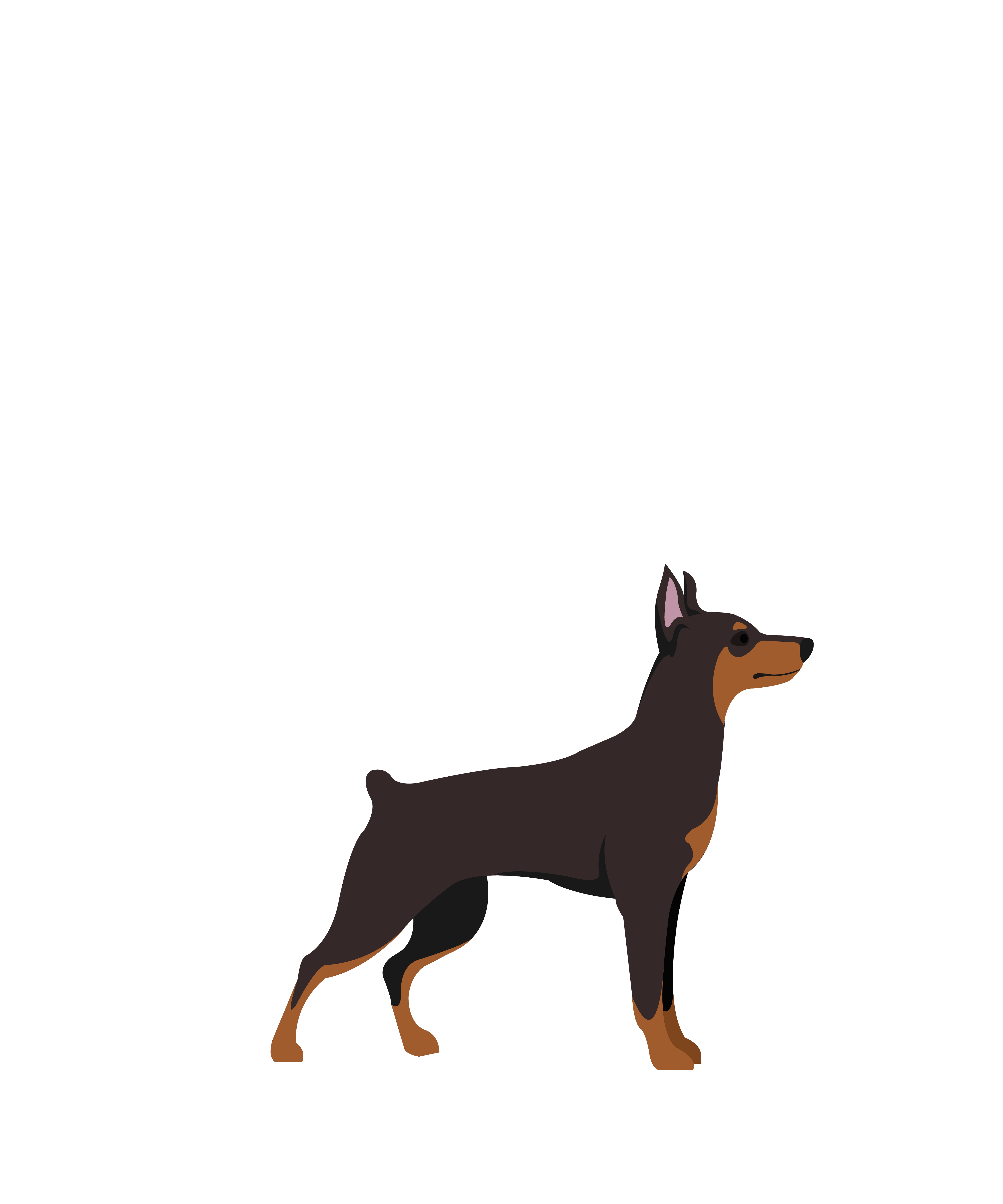 Black White American Flag Miniature Pinscher 4th Of July